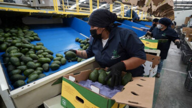 Justo en el Super Bowl: EU suspende importación de aguacate de Michoacán