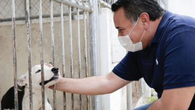 Buscan voluntarios para el Centro de Control Canino y Felino de Mérida