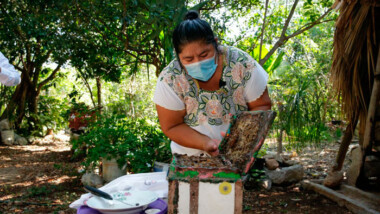 Mérida impulsa el sector apícola