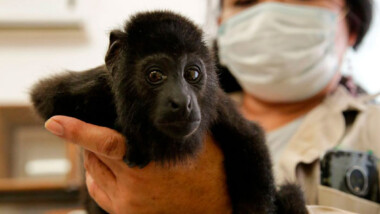 Zoológicos de Mérida ejemplo en rescate y rehabilitación de animales traficados