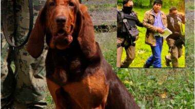 Max, un perro de la Marina, encontró a Caro Quintero entre matorrales (Video)