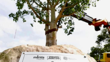 Siembran 15 mil árboles en Mérida