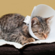 Anuncian campaña de esterilización para gatos a bajo costo