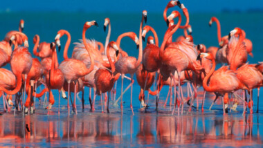 Flamingos establecen nueva zona de anidación en la Reserva de la Biósfera Ría Celestún
