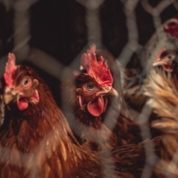 México notifica primer caso de gripe aviar H5N1 altamente patógena
