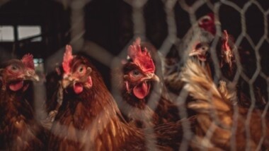 México notifica primer caso de gripe aviar H5N1 altamente patógena