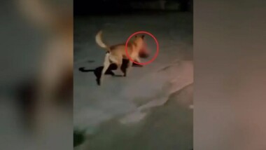 Perro pasea con una cabeza humana en Zacatecas (Video)