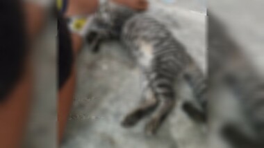 Denuncian envenenamiento de perros y gatos en Mérida