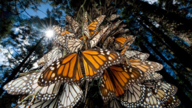 Inicia llegada de la mariposa Monarca a santuarios mexicanos