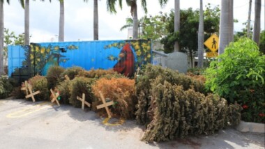 Abren siete centros de acopio de árboles navideños
