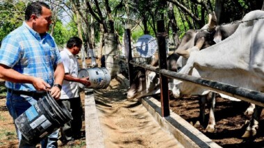 Apoyan a ganadero de San Ignacio Tesip