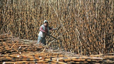 Sequía golpea a la producción de azúcar en México