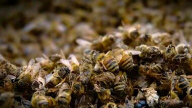 Admiten amparo a favor de las abejas y apicultores de Campeche
