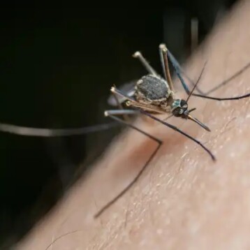 Automedicarse puede complicar un caso de dengue