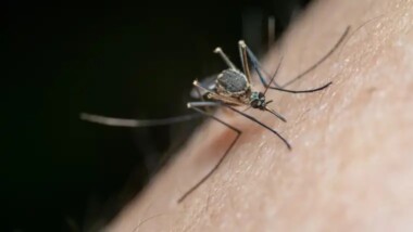 Automedicarse puede complicar un caso de dengue