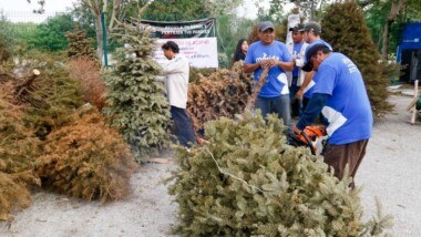 Convierten árboles de navidad en composta