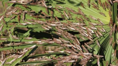 Plaga de langostas afecta a 11 municipios de Yucatán