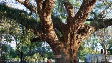La comisaría de Xcumpich tiene el tercer Árbol Patrimonio Verde de Mérida