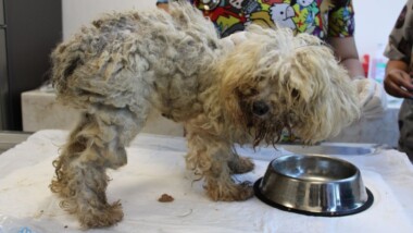 Rescatan a perritos abandonados en Ciudad Caucel