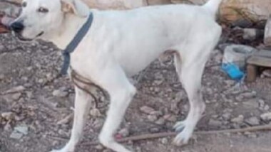 Ley Rufo es letra muerta, reconoce rescatista