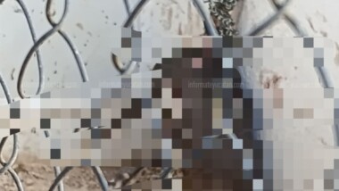 Investigan nuevo caso de crueldad animal en Kanasín