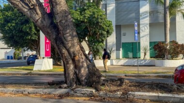 Retirarán árbol seco en Circuito Colonias