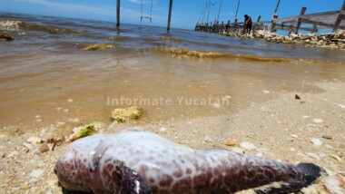 Sí hay marea roja en la costa yucateca