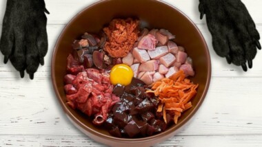 Advierte sobre riesgos de las dietas crudas en perros y gatos