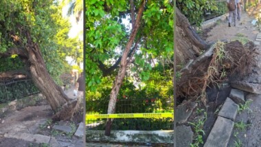 Retiran árbol en la Av.Pérez Ponce