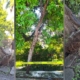 Retiran árbol en la Av.Pérez Ponce