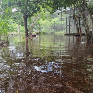 Lluvias inundan refugio de loros en Proyecto Santa María (VIDEO)