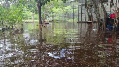Lluvias inundan refugio de loros en Proyecto Santa María (VIDEO)