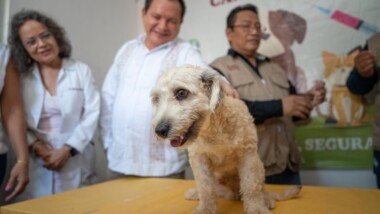 Arranca la Semana Nacional de Vacunación Antirrábica