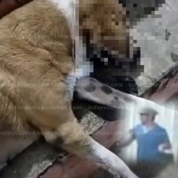 Envenenan perros en la Central de Abastos