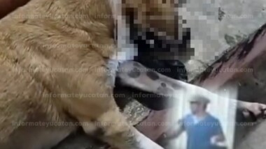 Envenenan perros en la Central de Abastos