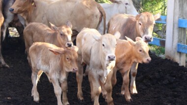 Gusano barrenador con presencia en 83 municipios