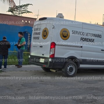Abandonó a sus perros en Ciudad Caucel