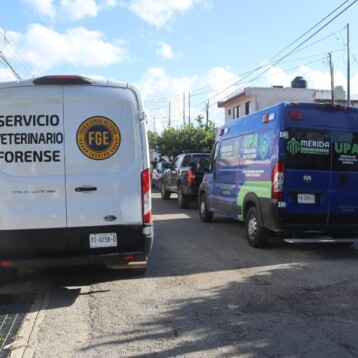 Imparable el maltrato animal, disparan a perrito en el norte de Mérida