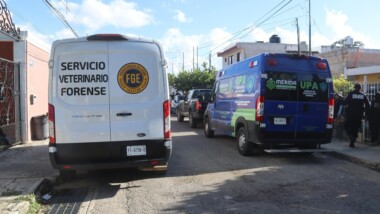 Imparable el maltrato animal, disparan a perrito en el norte de Mérida