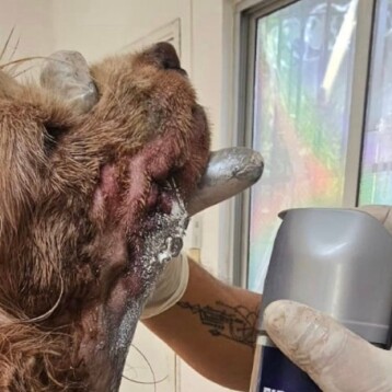 Perrito da positivo a gusano barrenador en Mérida