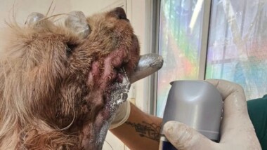 Perrito da positivo a gusano barrenador en Mérida