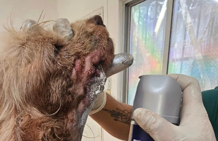 Perrito da positivo a gusano barrenador en Mérida