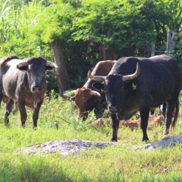 Van 704 casos de gusano barrenador en Yucatán