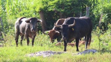 Van 704 casos de gusano barrenador en Yucatán