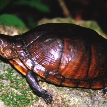 Elevan riesgo de extinción de la tortuga de Pantano de Yucatán