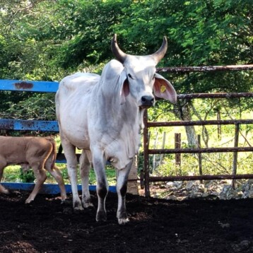 Detectan 93 nuevos casos de gusano barrenador en Yucatán