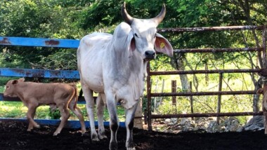 Detectan 93 nuevos casos de gusano barrenador en Yucatán