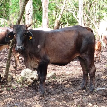 Gusano barrenador en 89 municipios de Yucatán