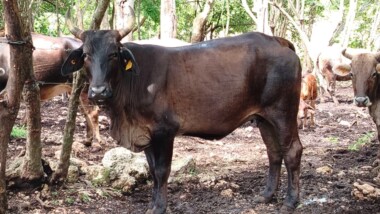 Gusano barrenador en 89 municipios de Yucatán