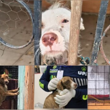 Rescatan a cuatro lomitos en situación de descuido en Juan Pablo II